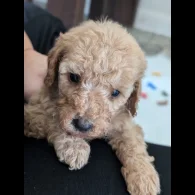 Cavapoo - Both