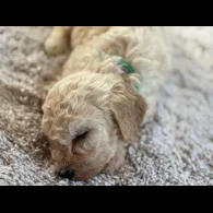 Cavapoo - Both