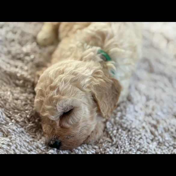 Cavapoo - Both