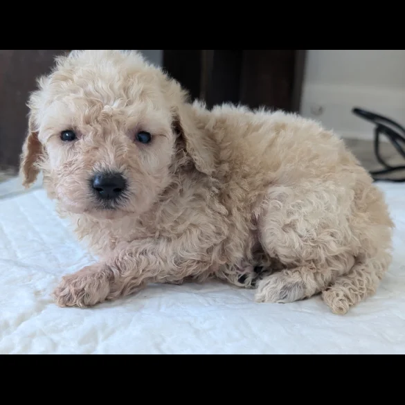Cavapoo - Both
