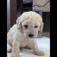 Cavapoo - Both