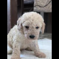 Cavapoo - Both