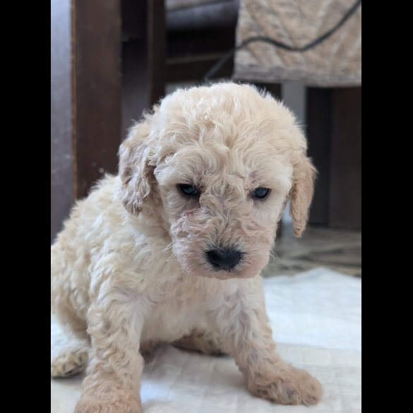 Cavapoo - Both