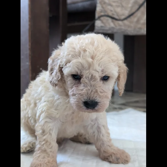 Cavapoo - Both