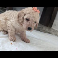 Cavapoo - Both