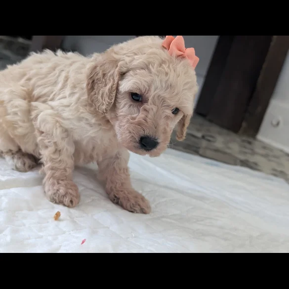 Cavapoo - Both