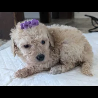 Cavapoo - Both
