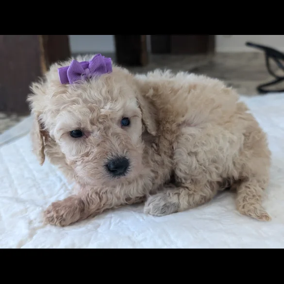 Cavapoo - Both