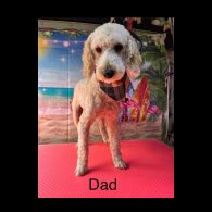 Cavapoo - Both