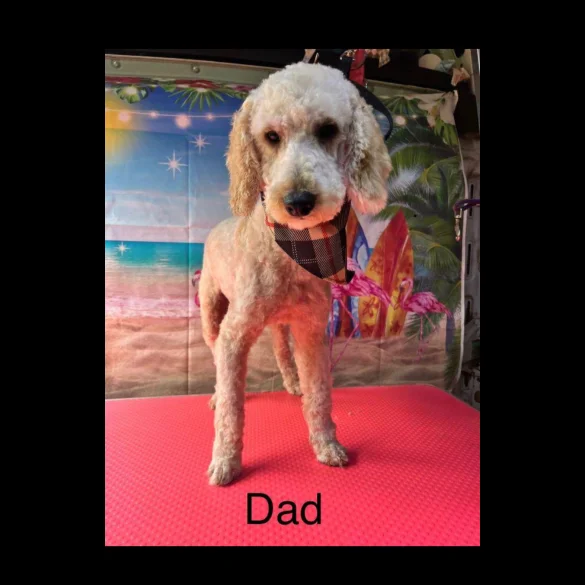 Cavapoo - Both