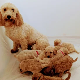 Cavapoo - Both