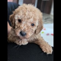 Cavapoo - Both