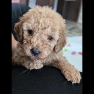 Cavapoo - Both