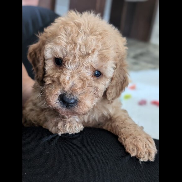 Cavapoo - Both