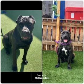 Presa Canario - Both