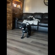 Presa Canario - Both