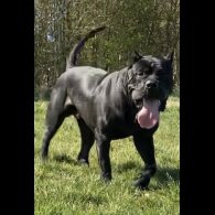 Presa Canario