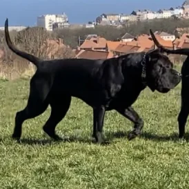 Presa Canario