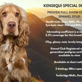 Cocker Spaniel (Working &amp; Show)