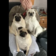 Pug - Both