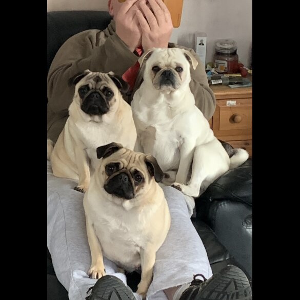 Pug - Both