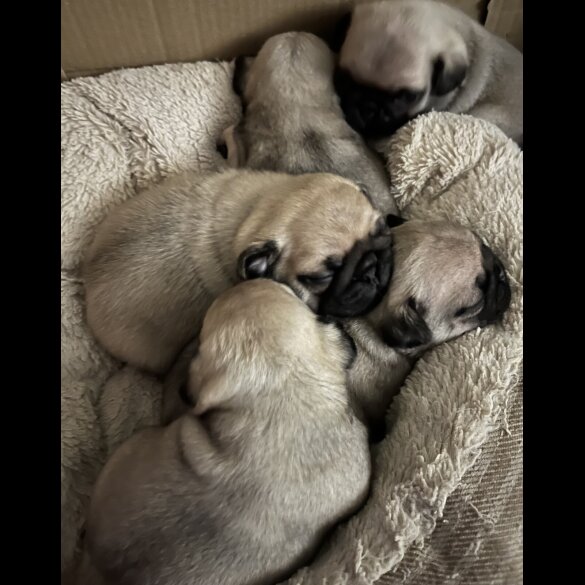 Pug - Both