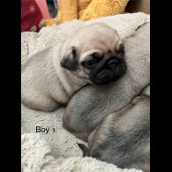 Pug - Both