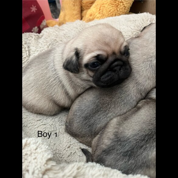 Pug - Both