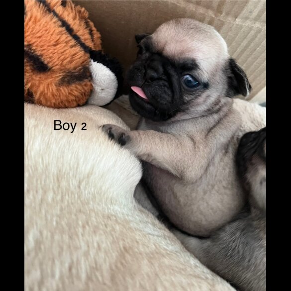 Pug - Both