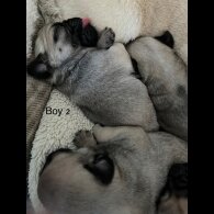 Pug - Both