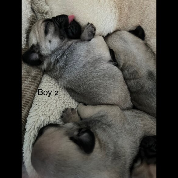 Pug - Both