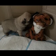 Pug - Both