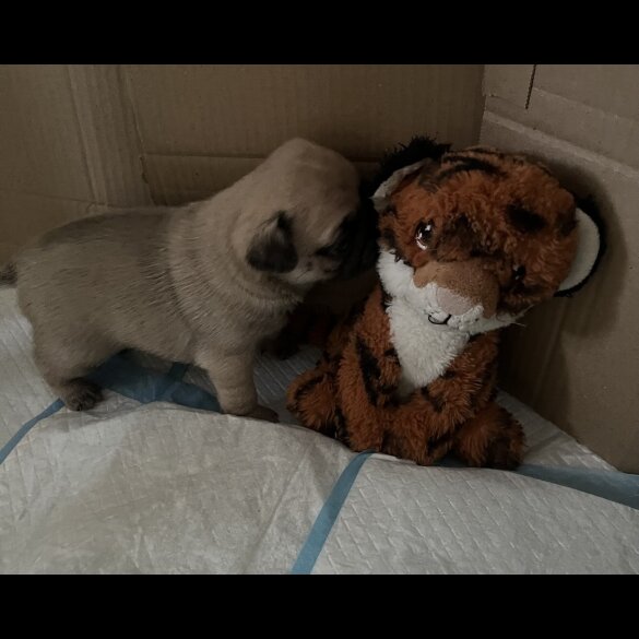 Pug - Both