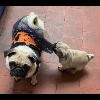 Pug - Both