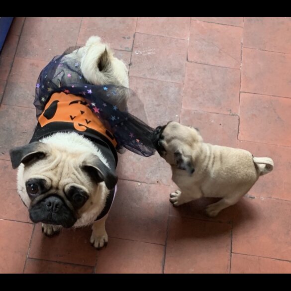 Pug - Both