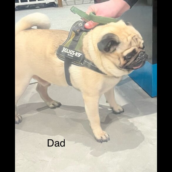 Pug - Both