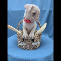 Pug - Both