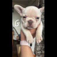 French Bulldog - Both