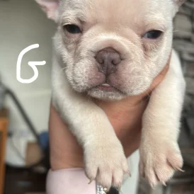 French Bulldog - Both