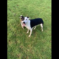 English Springer Spaniel - Both