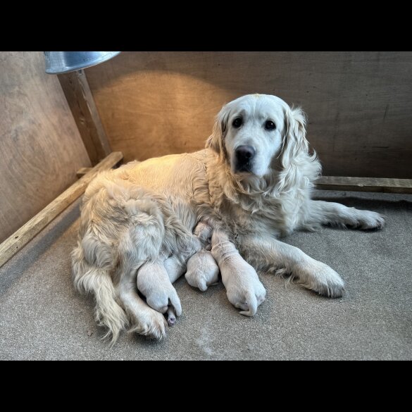 Golden Retriever - Both