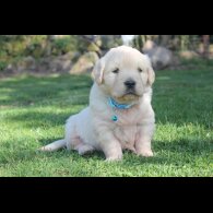 Golden Retriever - Both