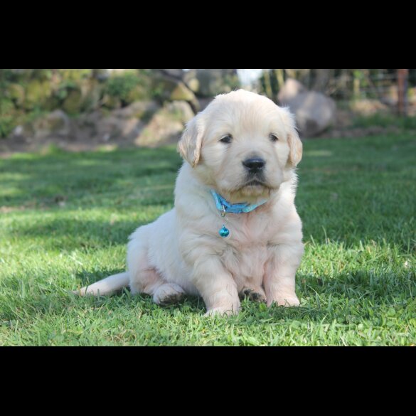 Golden Retriever - Both