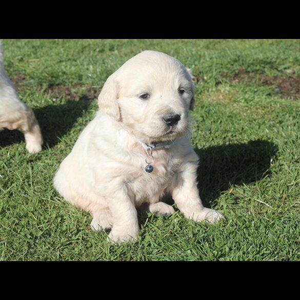 Golden Retriever - Both