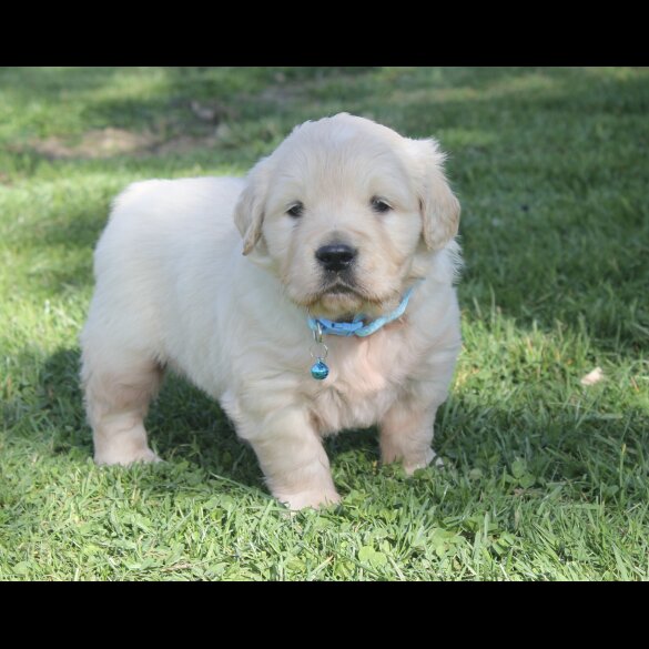 Golden Retriever - Both