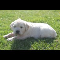 Golden Retriever - Both