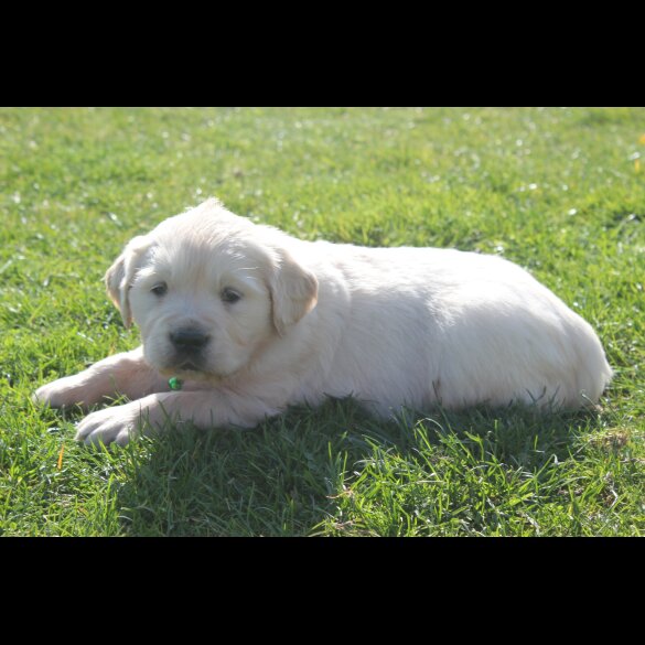 Golden Retriever - Both