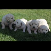 Golden Retriever - Both