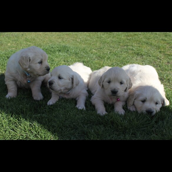 Golden Retriever - Both