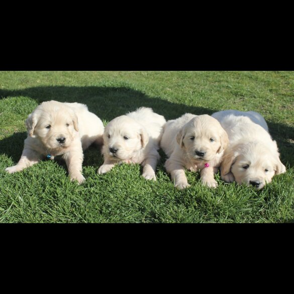 Golden Retriever - Both